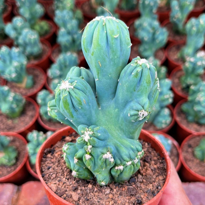 Cactus Plants Cereussp.f.monst Arhat Cristata Beautiful Cactus 7-10CM 1PCS Cactus Plants Cereussp.f.monst Arhat Cristata Beautiful Cactus 7-10CM 1PCS