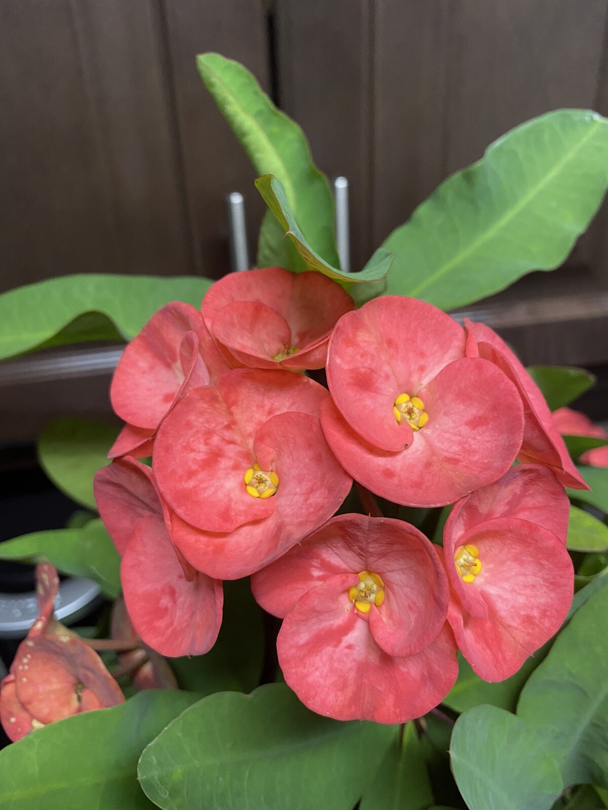Coral Pink Crown of Thorn Cutting (1 count. Large bloom) Coral Pink Crown of Thorn Cutting (1 count. Large bloom)