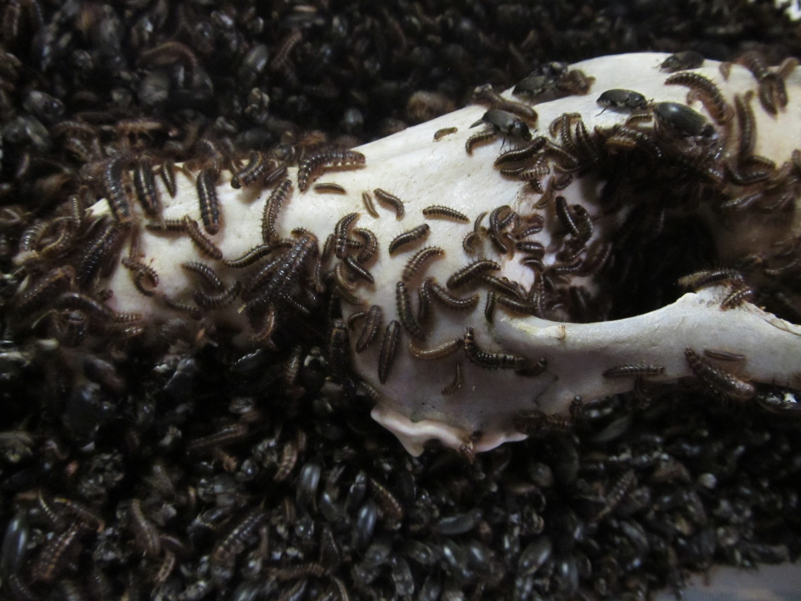 2,500+ Dermestid Beetles & Larvae-Clean, Live, Healthy - Walks Again Taxidermy®
