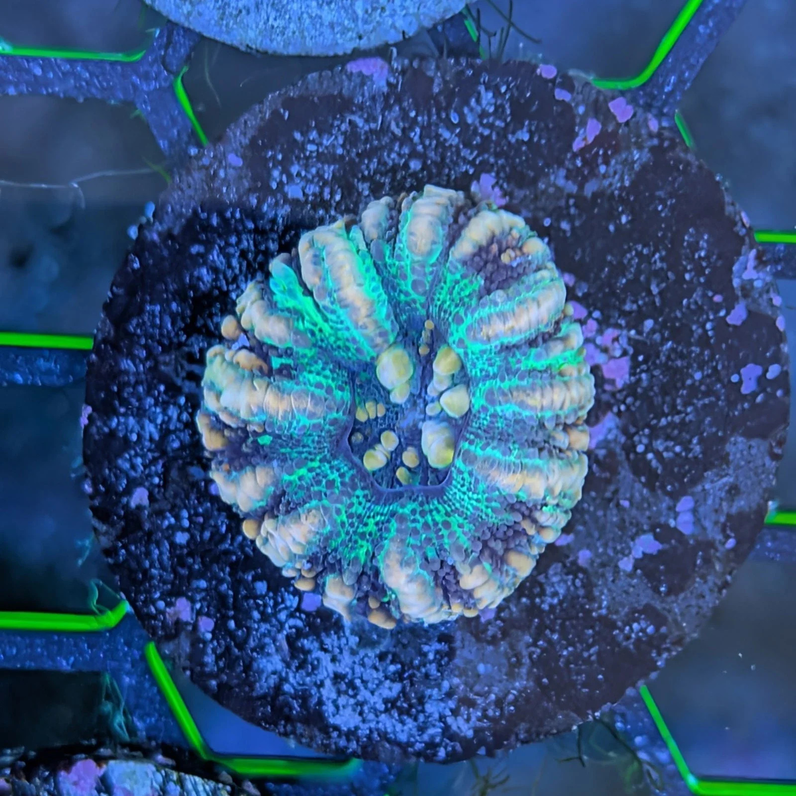 Splatter Starburst Button Scoly | WYSIWYG Aquaculture Live Coral