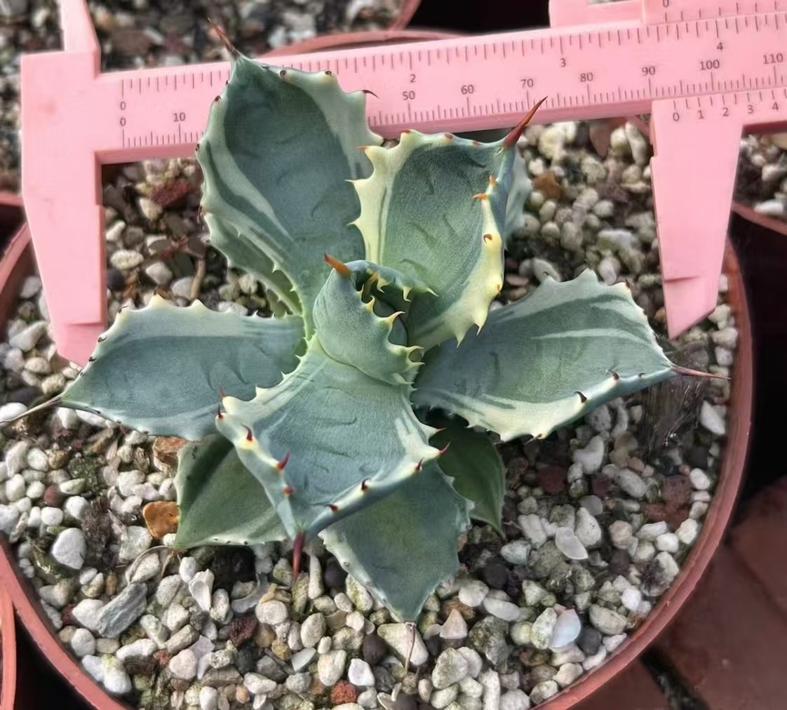 RareCacti Agave isthmensis \'Variegata’  \