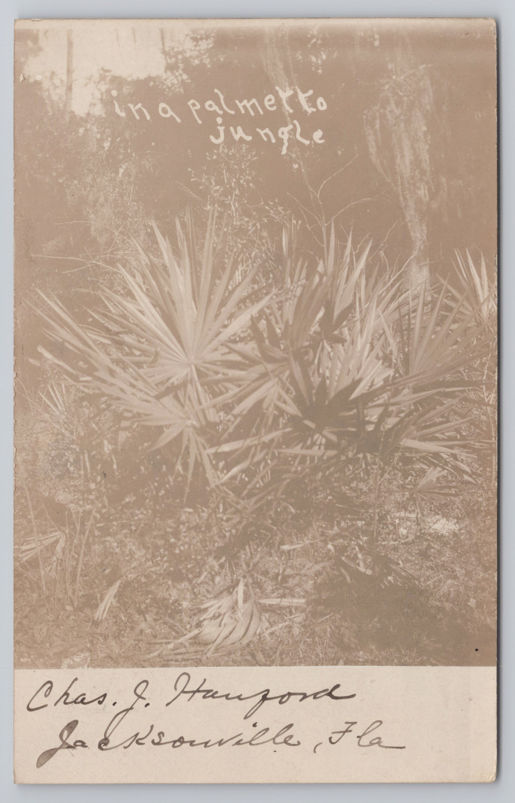 In a Palmetto Jungle Jacksonville Florida Postcard Vintage 1908 Real Photo RPPC
