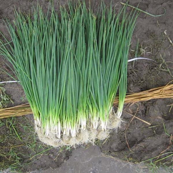 White Lisbon Bunching Onion Seeds, Scallions, NON-GMO, Heirloom, 