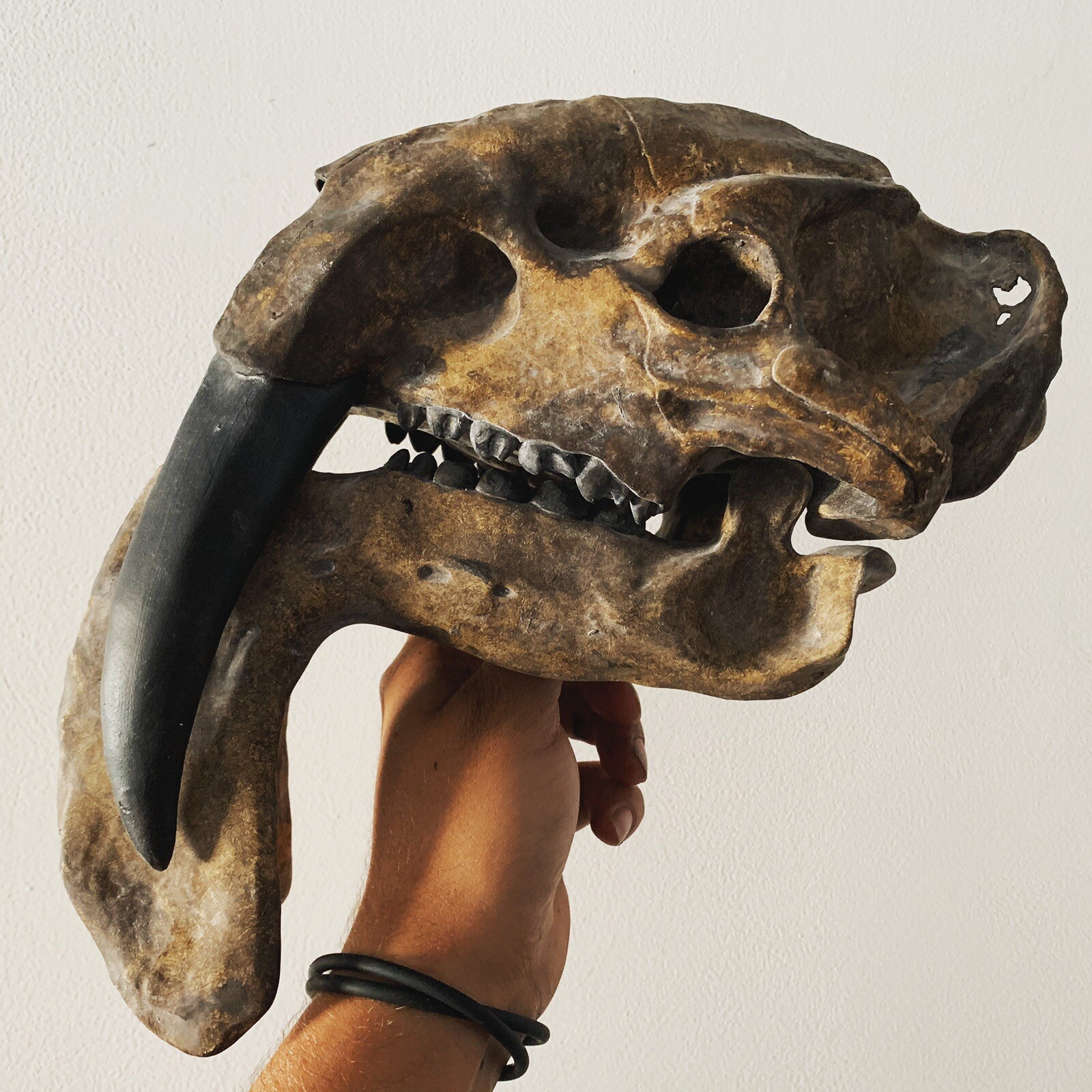 Fossil / Replica of Thylacosmilus Atrox Skull Museum Quality Replica
