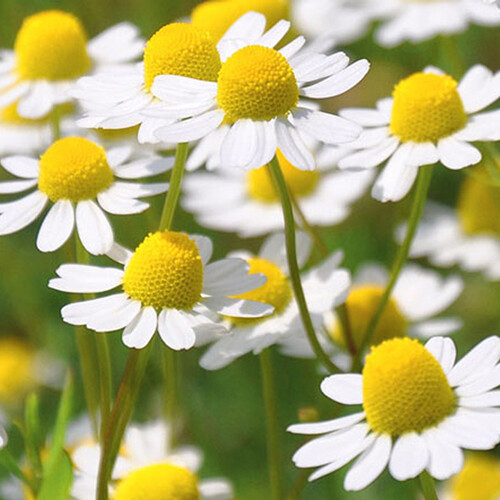 Roman Chamomile Seeds | Heirloom / Non-GMO |  | Herb Seeds | 1153