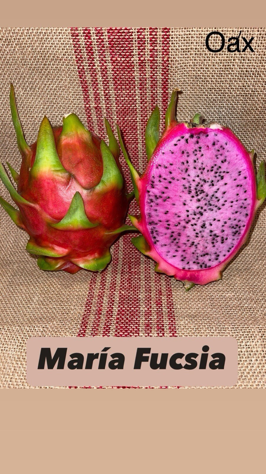 Mature “ MARIA FUCSIA” Dragon Fruit Cuttings Mature “ MARIA FUCSIA” Dragon Fruit Cuttings
