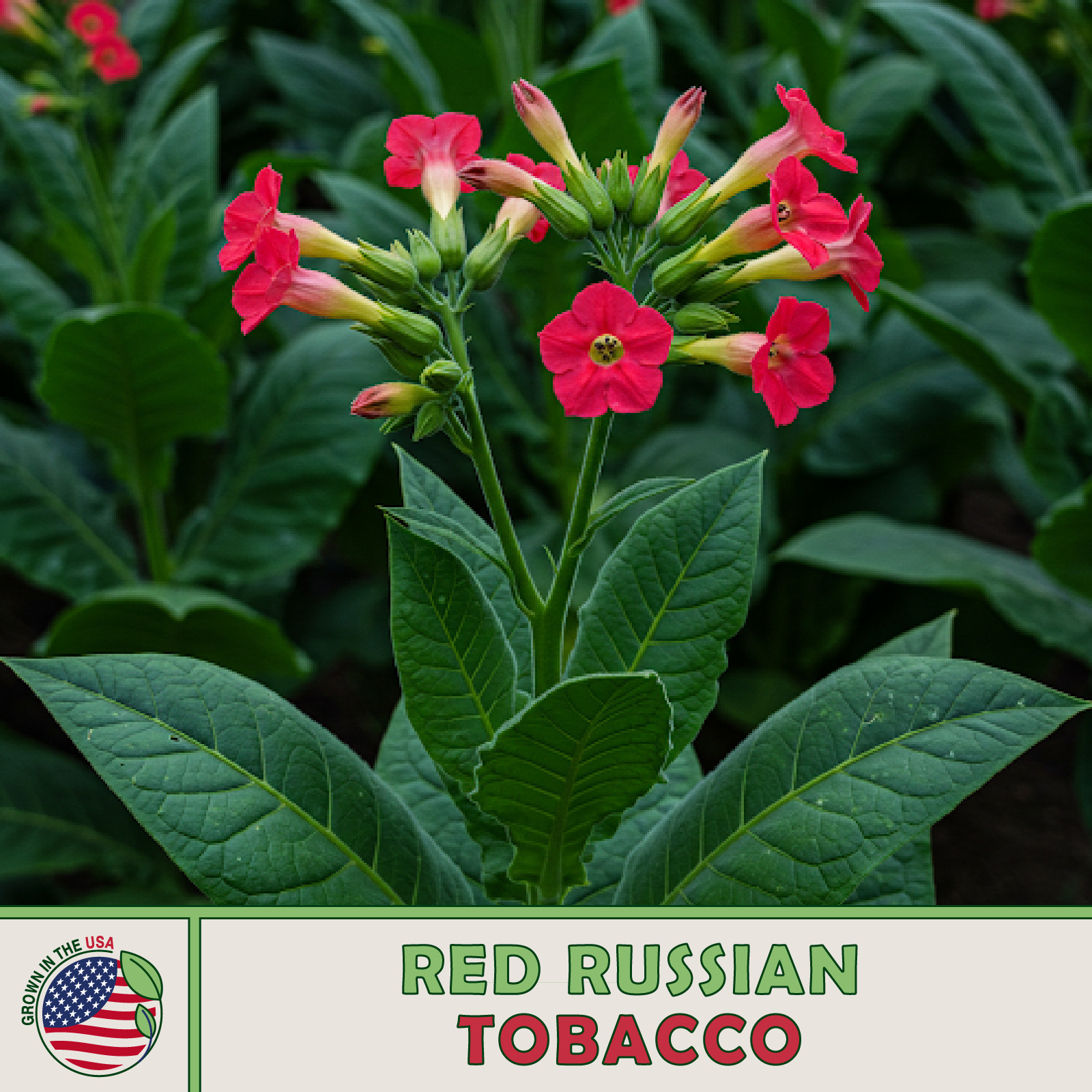 Red Russian Tobacco Seeds, Rare, Heirloom, Pollinator Attractor Red Russian Tobacco Seeds, Rare, Heirloom, Pollinator Attractor