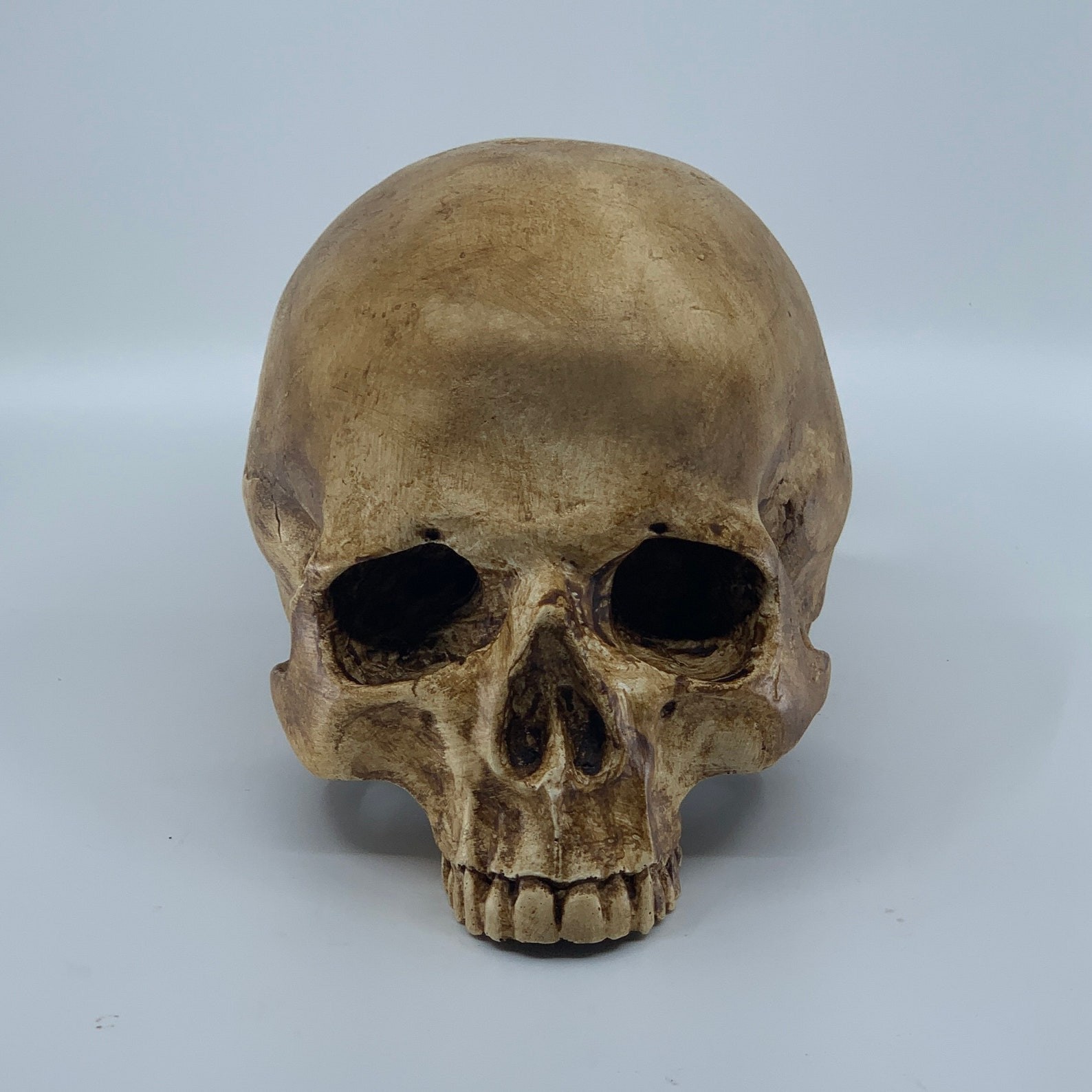 Catacomb Skull Replica, Hand-Painted Resin Sculpture Catacomb Skull Replica, Hand-Painted Resin Sculpture