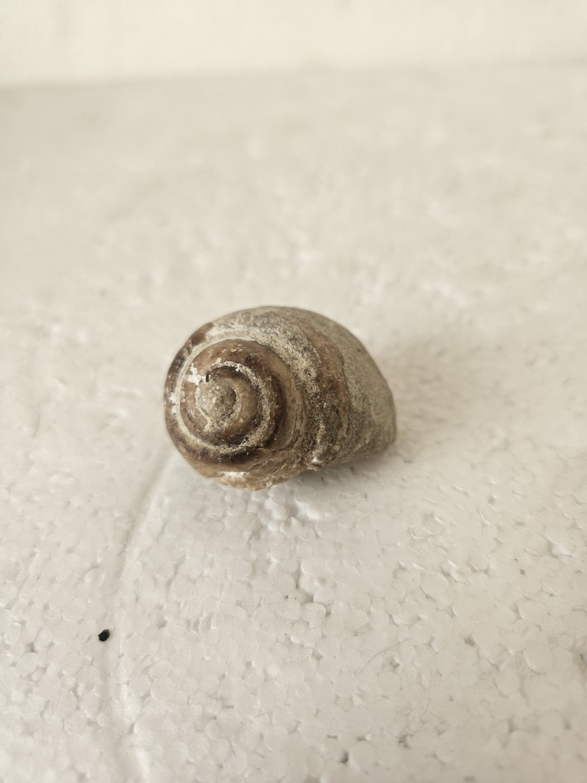 RRR RARE Snail Fossil RRR RARE Snail Fossil