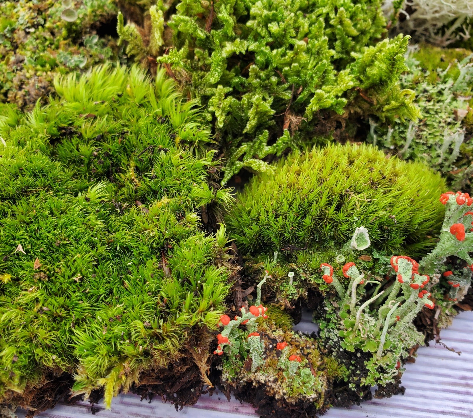 Live Fairy Garden Moss Assortment for Terrarium Vivarium 6x9 Ziplock GreenFresh Live Fairy Garden Moss Assortment for Terrarium Vivarium 6x9 Ziplock GreenFresh