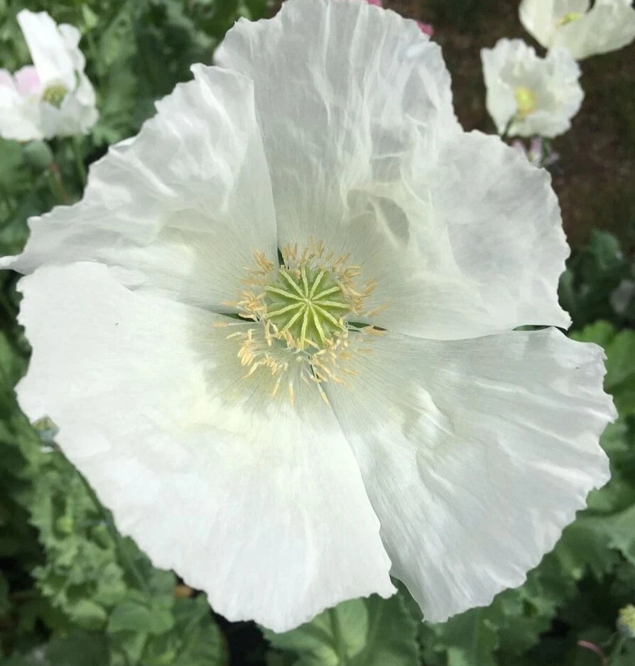 1,000 Burma White Poppy Seeds - P. Somniferum - Very Rare - Limited Quantity