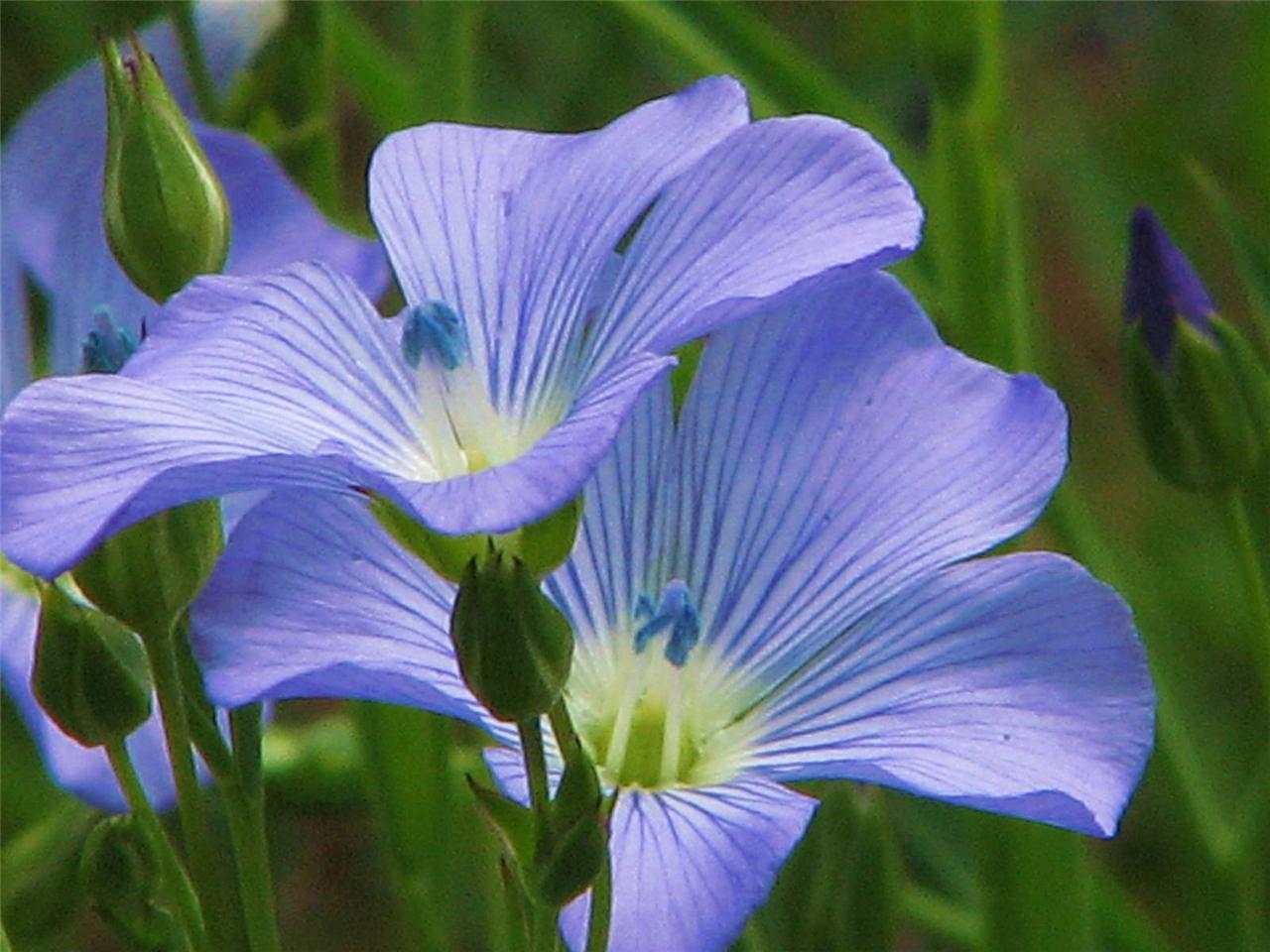 BLUE FLAX SEED, 500+ SEEDS,  BEAUTIFUL STRIKING BLUE FLAX FLOWERS