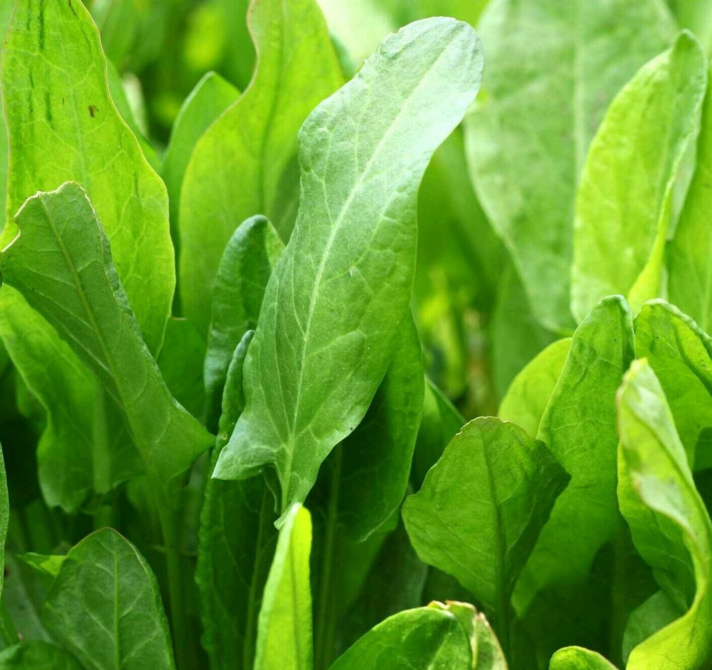 LARGE LEAF SORREL SEEDS 1000+ perennial RUMEX ACETOSA leafy greens 