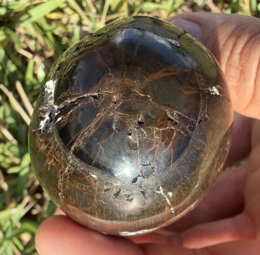 FOSSIL LEVIATHAN SPERM CETACEAN TOOTH - POLISHED WOODGRAIN LOOK AMAZING FOSSIL LEVIATHAN SPERM CETACEAN TOOTH - POLISHED WOODGRAIN LOOK AMAZING