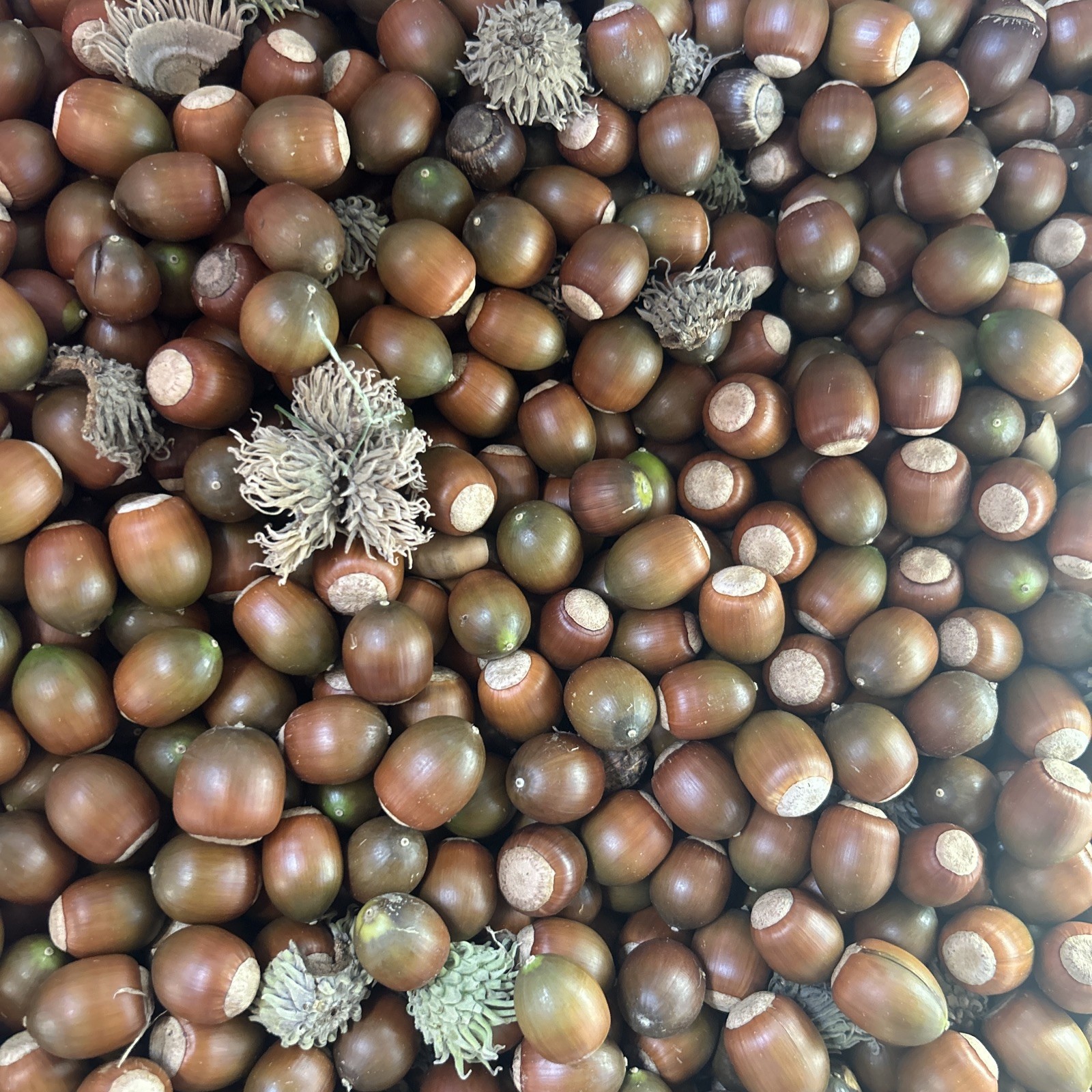 22 Pounds Sawtooth Oak Acorns FRESH SEPT 2026- FLOAT TESTED - Planting, Wildlife