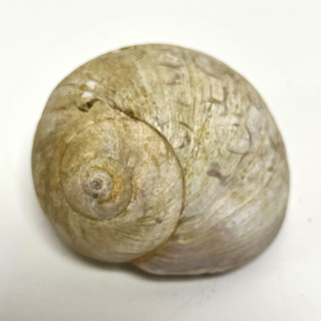 Moon Snail Seashell Approx 2.5” Vintage NC Collection Coastal Decor