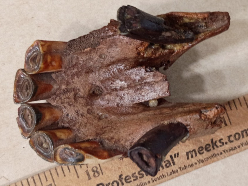 HORSE INCISOR TEETH FLORIDA EQUUS FAUNA FOSSIL FL ICE AGE MAMMAL HORSE INCISOR TEETH FLORIDA EQUUS FAUNA FOSSIL FL ICE AGE MAMMAL