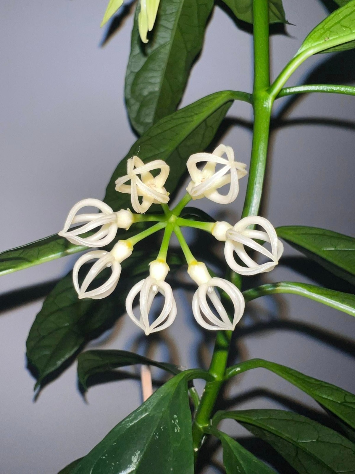 Real Pict Hoya Decipulae Sp Bengkulu Rare Plant