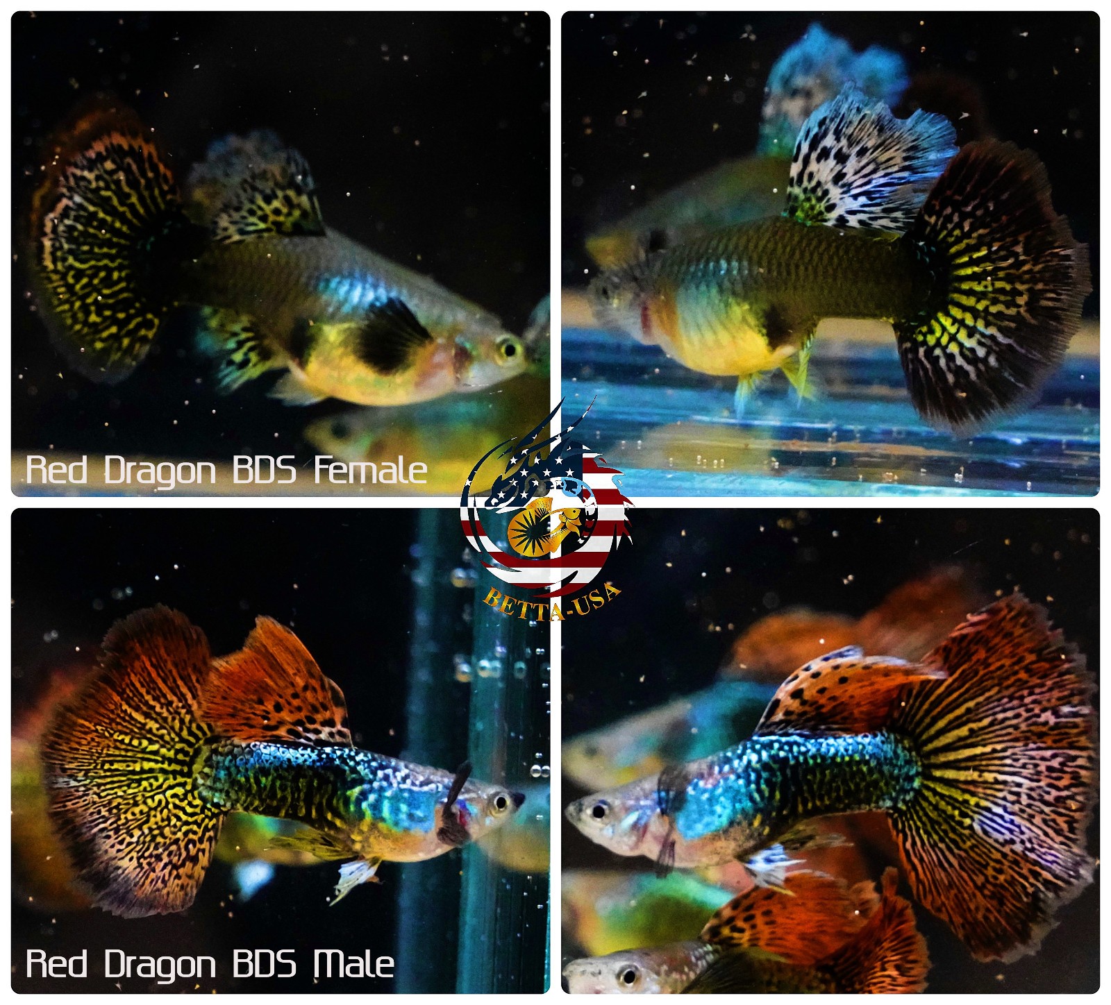 5 PAIR    - Live Aquarium Guppy Fish High Quality - Red Dragon BDS
