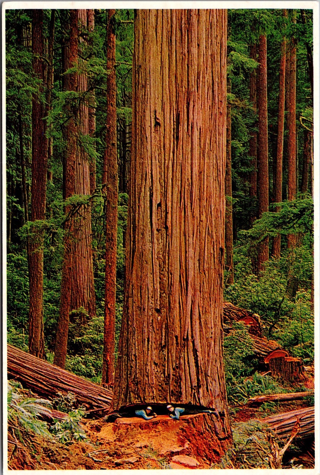 Giant California Redwood Loggers Undercut Vintage Postcard 5P21-27