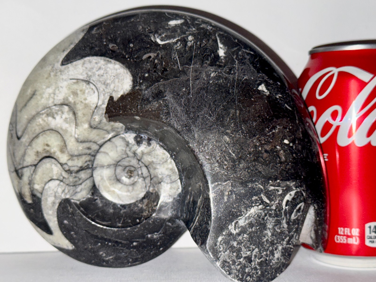 4.21 lb.-1,905 gr. Free Standing Goniatite Ammonite Fossil 7x6x3in #235 4.21 lb.-1,905 gr. Free Standing Goniatite Ammonite Fossil 7x6x3in #235