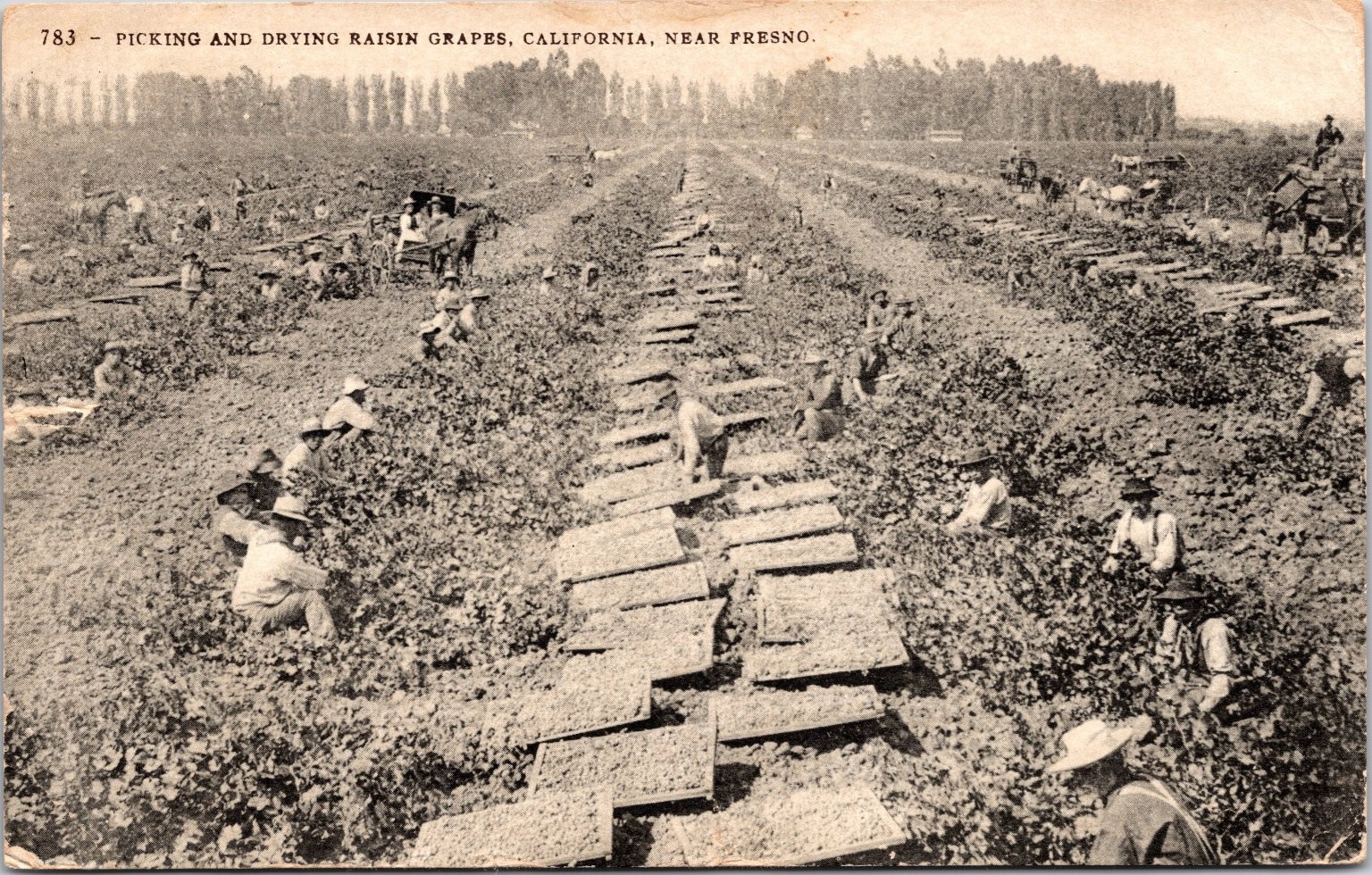 c1900s Fresno California Raisin Grape Harvest Farm Workers Vineyard Postcard