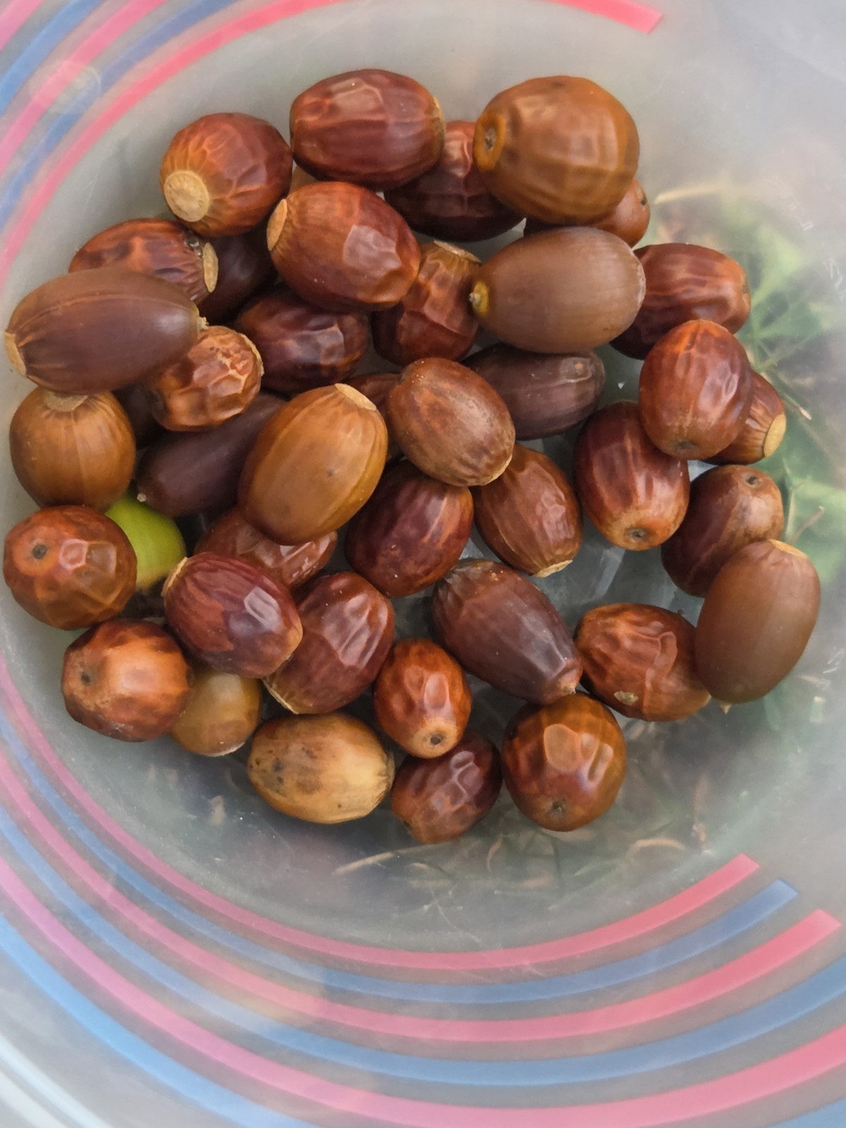 2026 Fresh Assorted Acorns From Middle Tennessee $25/5lbs or $7/lb 2026 Fresh Assorted Acorns From Middle Tennessee $25/5lbs or $7/lb
