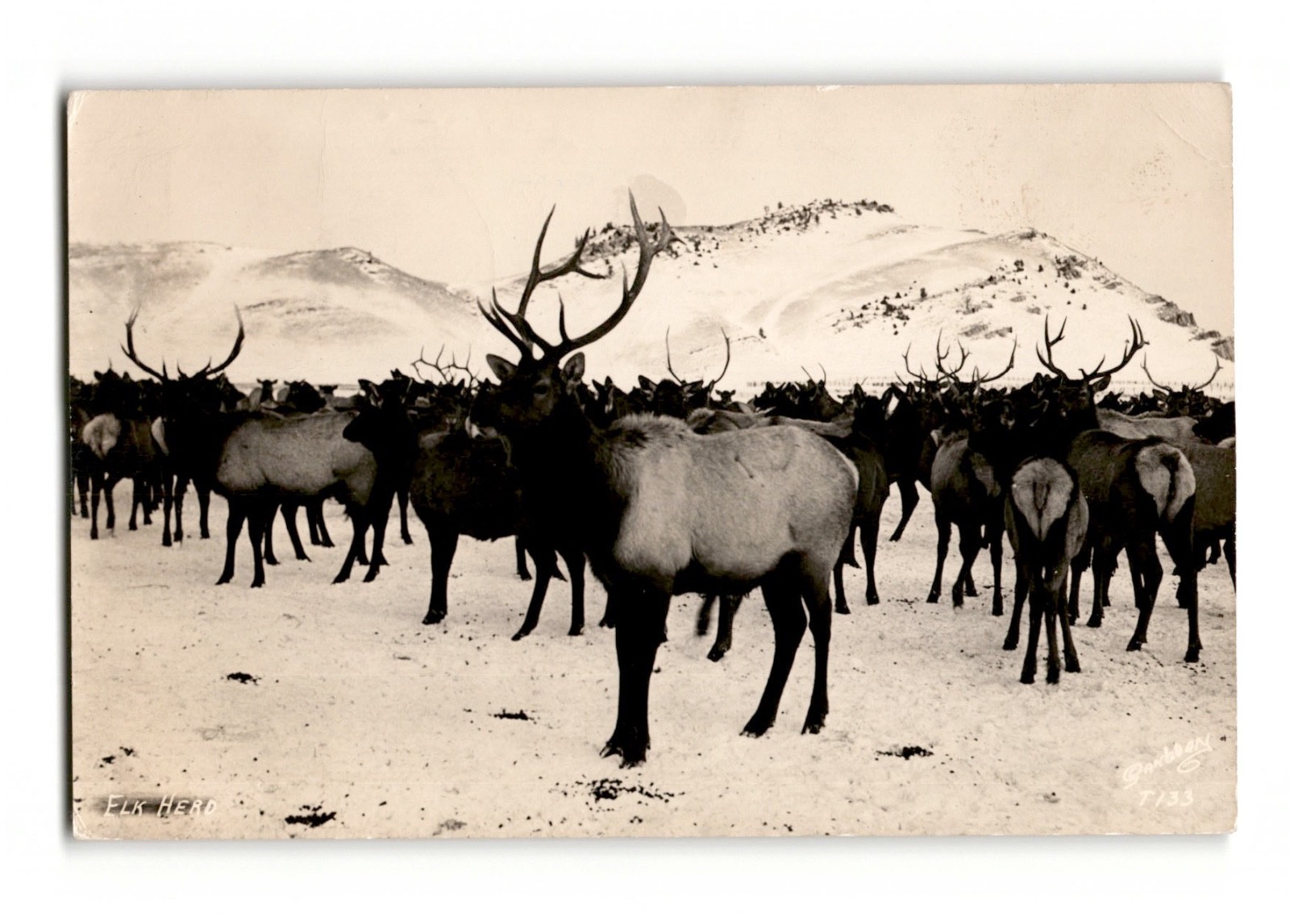 RPPC Elk Herd Dubois Wyoming – 1944 Real Photo Snow Scene Wildlife RPPC Elk Herd Dubois Wyoming – 1944 Real Photo Snow Scene Wildlife