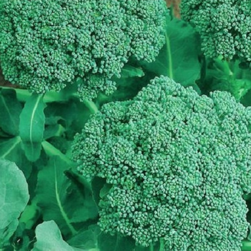 Broccoli Seeds | NON-GMO Broccoli Seeds | Fresh Heirloom Garden Seeds Broccoli Seeds | NON-GMO Broccoli Seeds | Fresh Heirloom Garden Seeds