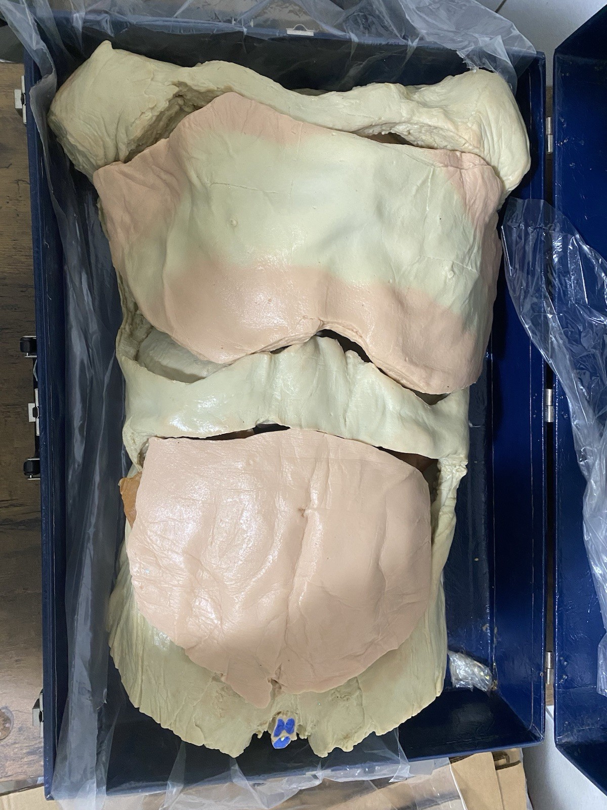 Life Form Nasco Human Torso Realistic Model Anatomy LF825 Anatomical Organs