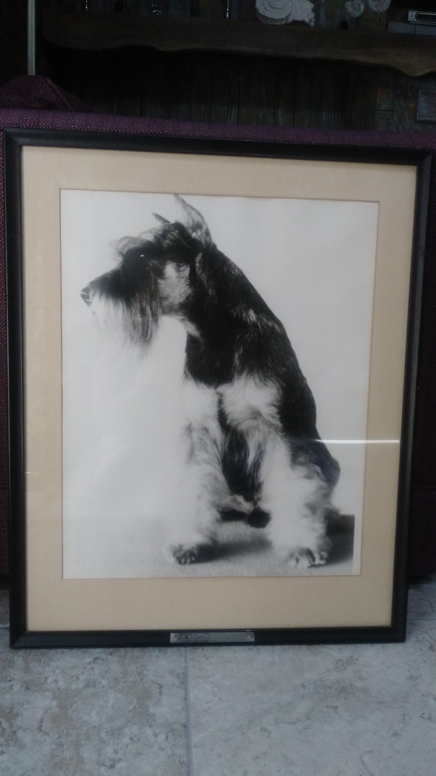 Schnauzer - Antique Gelatin silver print portraits (2 ) - Acclaimed Schnauzers Schnauzer - Antique Gelatin silver print portraits (2 ) - Acclaimed Schnauzers