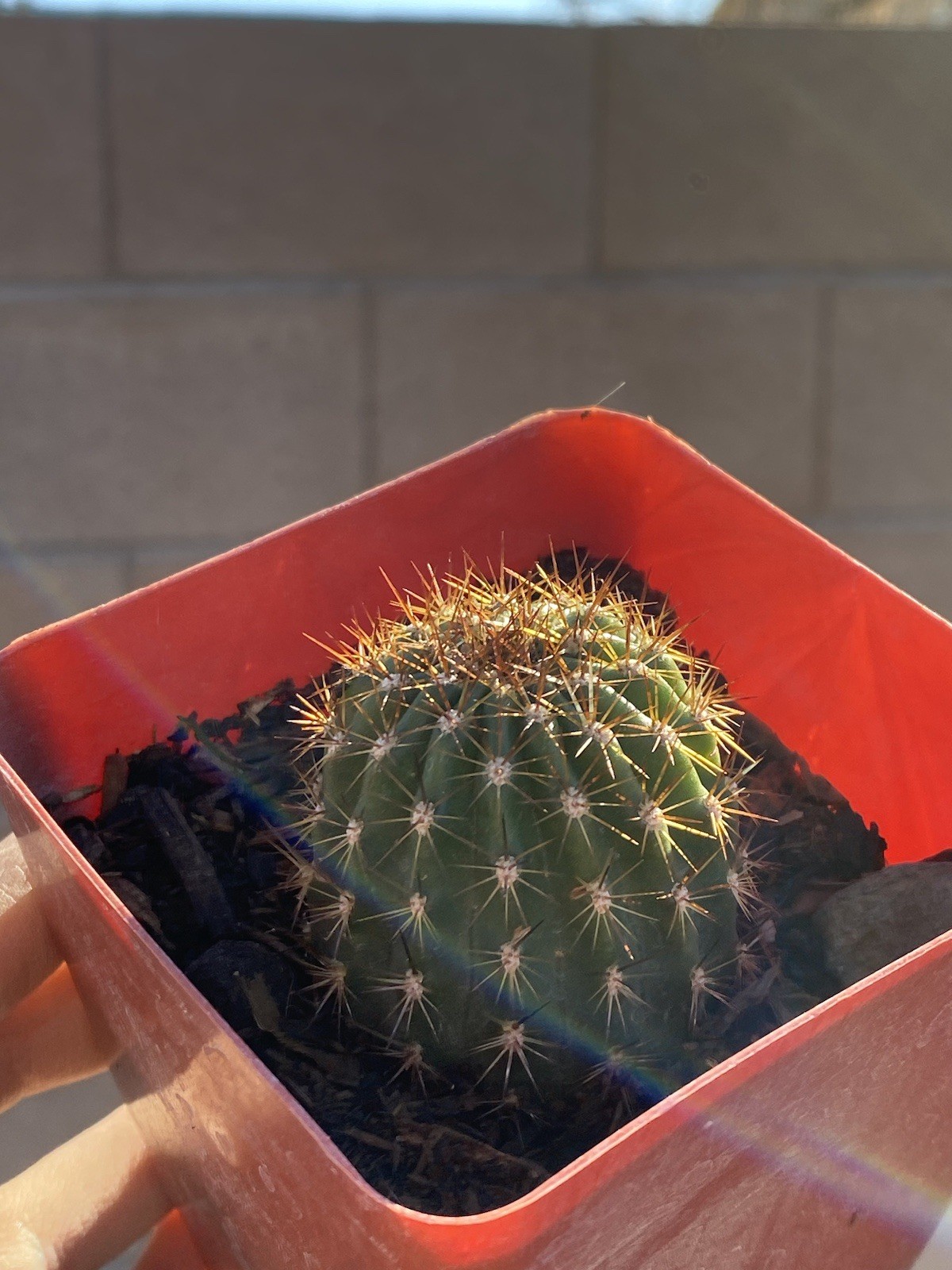 Echinopsis spachiana Golden Torch Cactus Echinopsis spachiana Golden Torch Cactus
