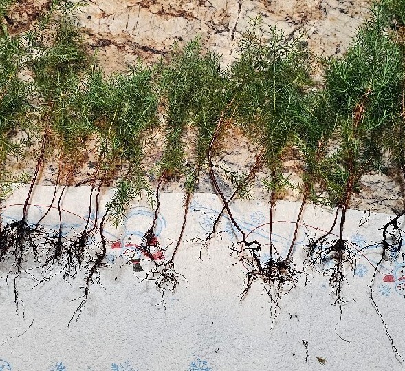 (10) Eastern Red Cedar Juniper seedling live trees 4-8 + inches (10) Eastern Red Cedar Juniper seedling live trees 4-8 + inches