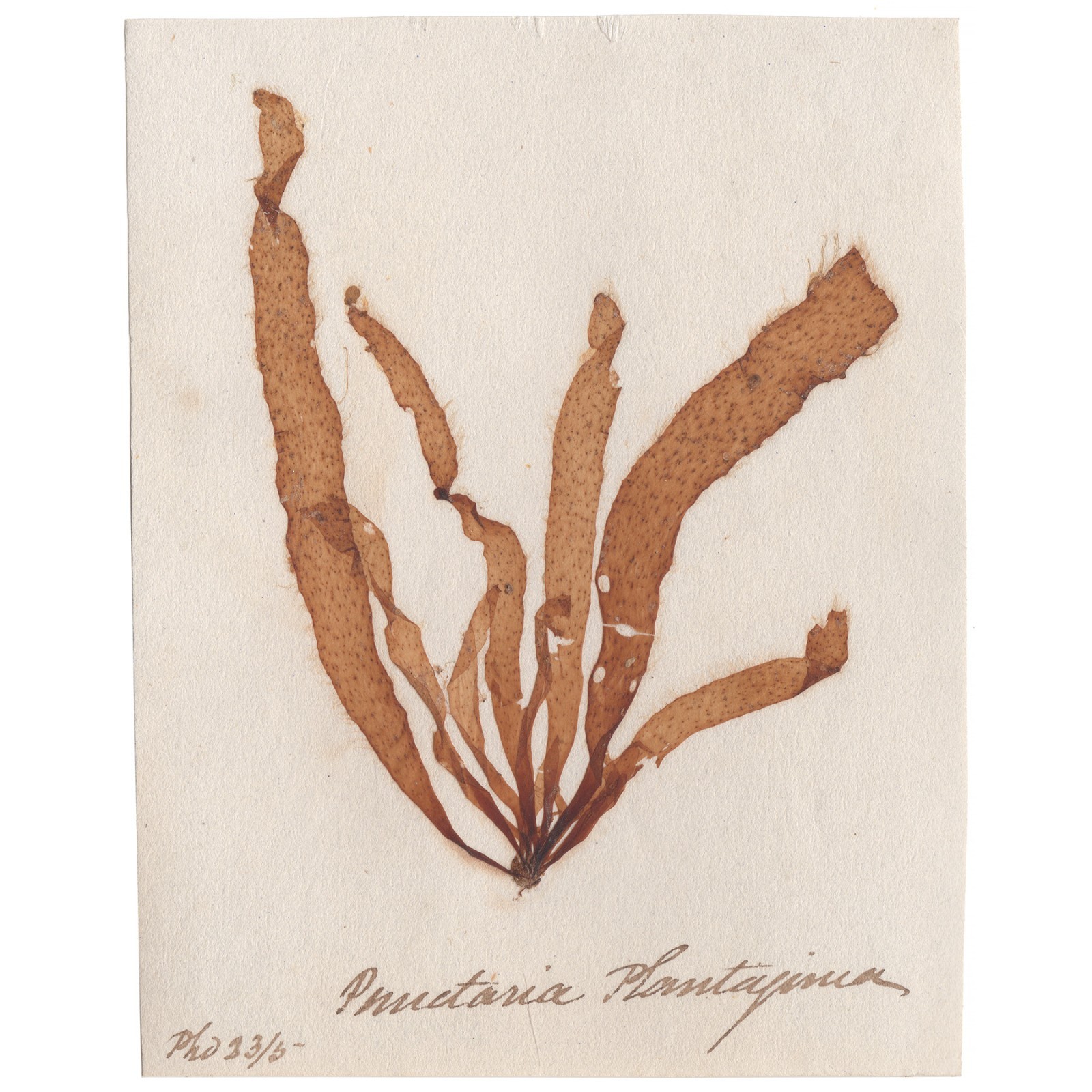 Antique 1833 Scottish dried sea algae herbarium 34 Punctaria plantaginea