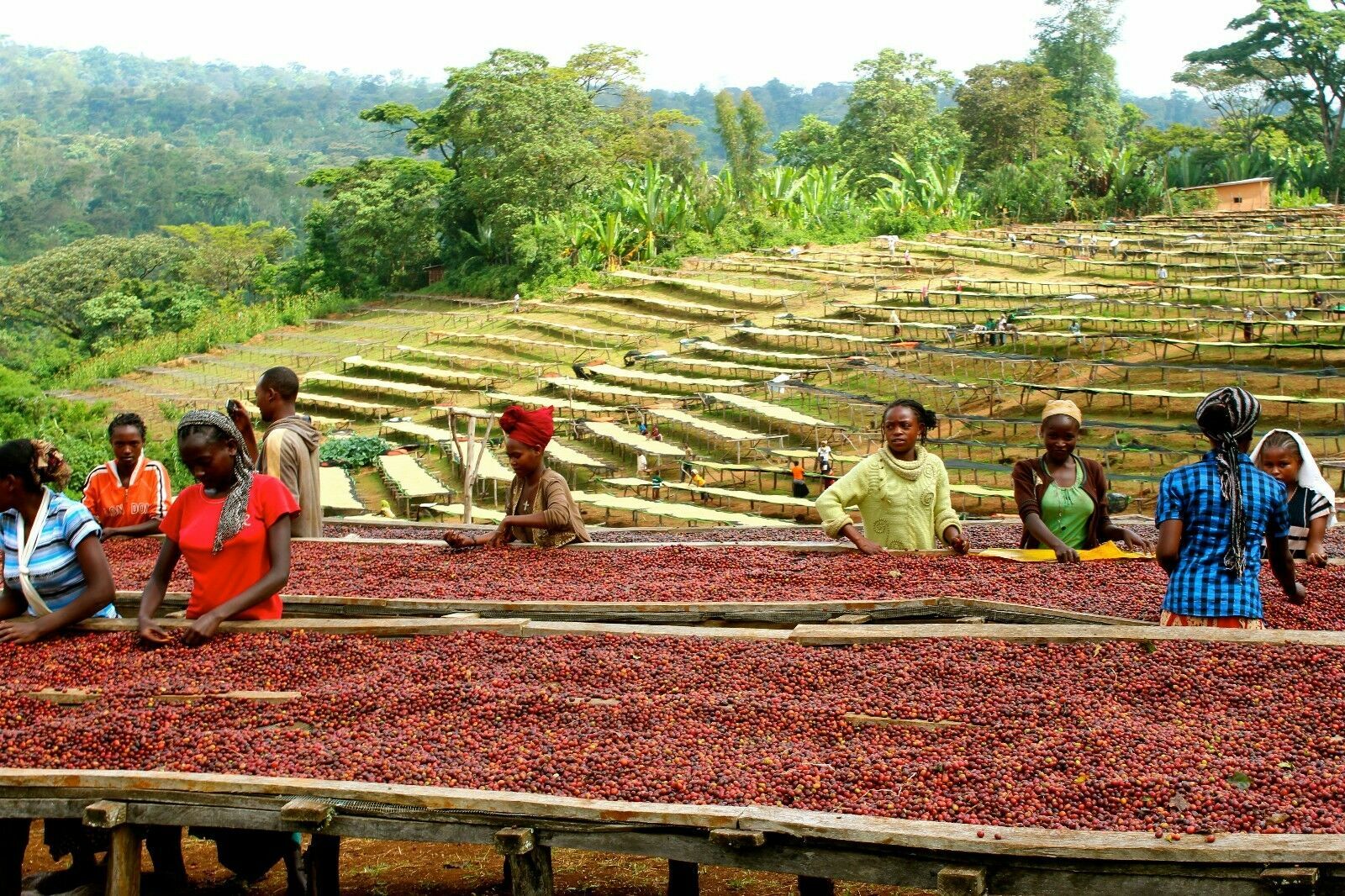 Ethiopian Yirgacheffe Coffee 3lb Fresh Medium Roast Single Origin 1 LB Bags Ethiopian Yirgacheffe Coffee 3lb Fresh Medium Roast Single Origin 1 LB Bags