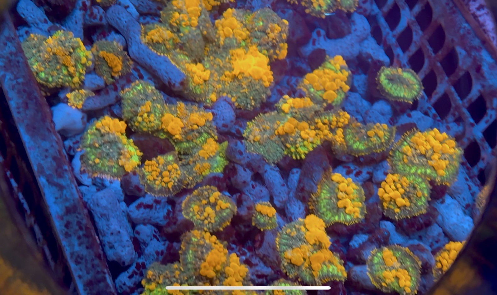 WWC Sunkist Bounce Mushroom Coral Frag reef saltwater WWC Sunkist Bounce Mushroom Coral Frag reef saltwater