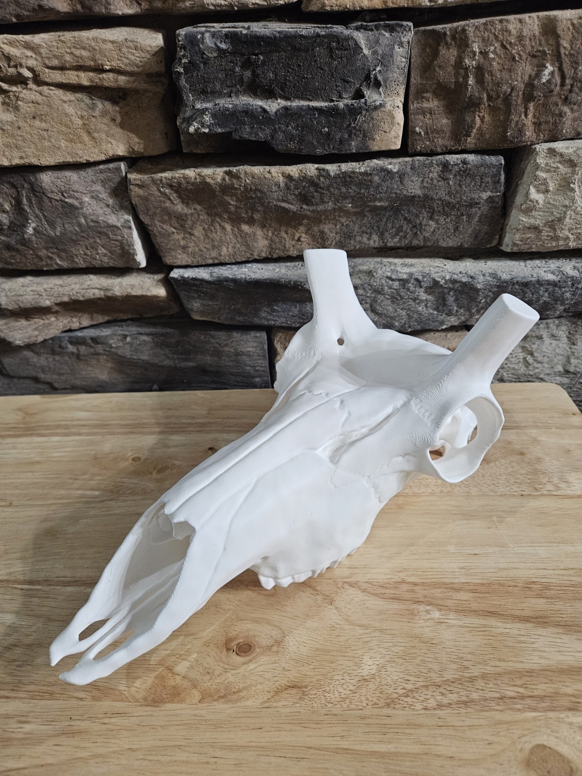 Pronghorn Antelope Skull Euro – Slide-On Horn Fit – Glue In Place – NO HORNS