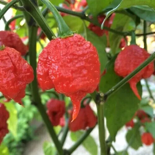 100 FRESH PICKED Homegrown small batch Carolina Reaper Organic Super Hot Peppers