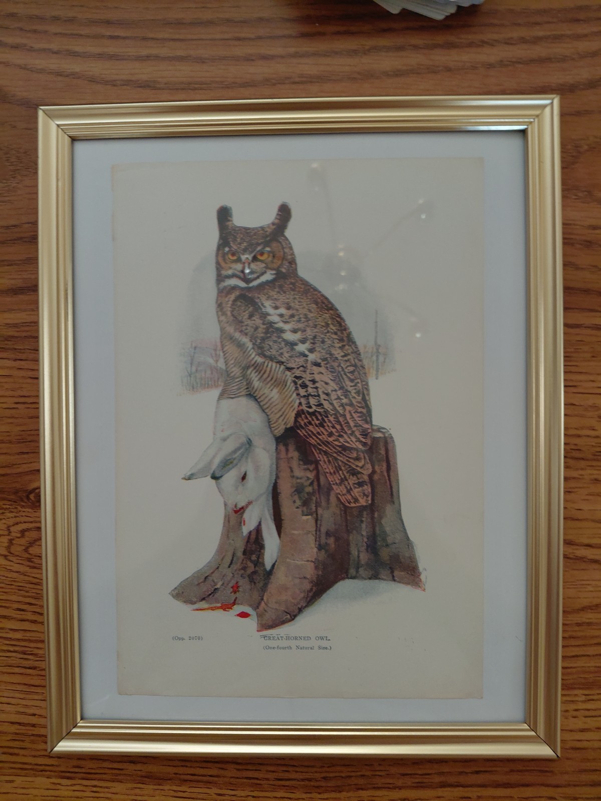 Antique Chromolithograph Great-Horned Owl Book Plate Print Raptor Bird Art Vinta Antique Chromolithograph Great-Horned Owl Book Plate Print Raptor Bird Art Vinta