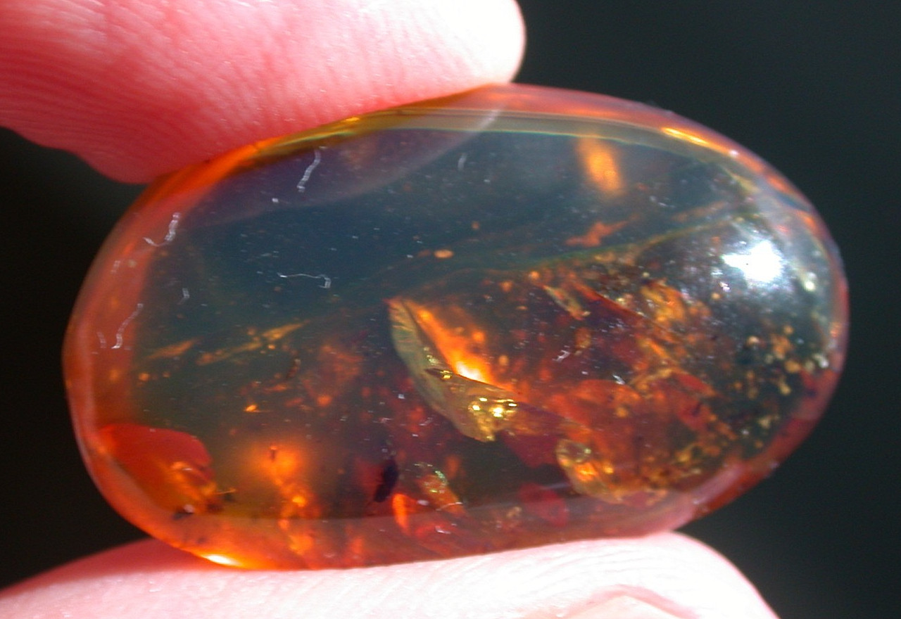 Fascinating 70 Blood Sucking Flies in BLUE Burmese Amber Fossil Dinosaur Age