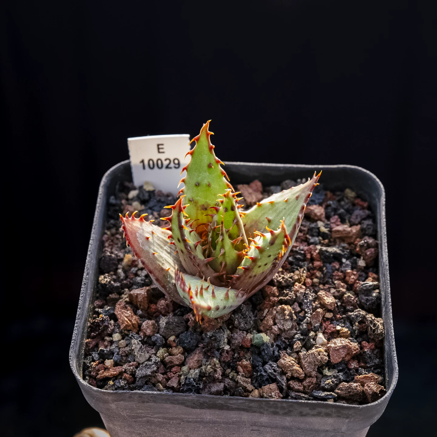 1PCS 4-5cm Seedgrowth Cactis Aloe Broomii Var. Tarkaensis Rare Garden Seedling 1PCS 4-5cm Seedgrowth Cactis Aloe Broomii Var. Tarkaensis Rare Garden Seedling