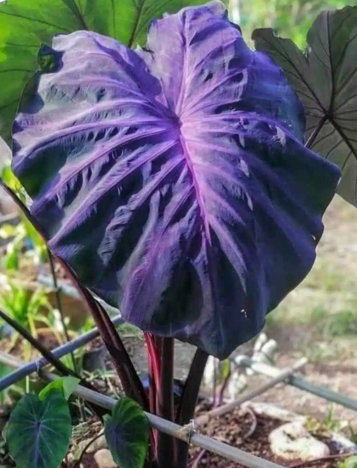 AUTHENTIC Colocasia  Black Angel 1 bulbs