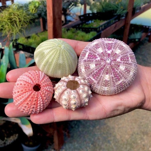 Large Sea Urchin Seashells Rare Real Beach Aquarium Home Decor 4 Pack 1.5-5 Large Sea Urchin Seashells Rare Real Beach Aquarium Home Decor 4 Pack 1.5-5