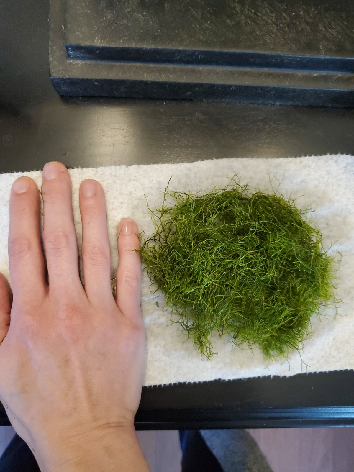 Extra Large Portion Riccia Fluitans Aquarium Plant Extra Large Portion Riccia Fluitans Aquarium Plant