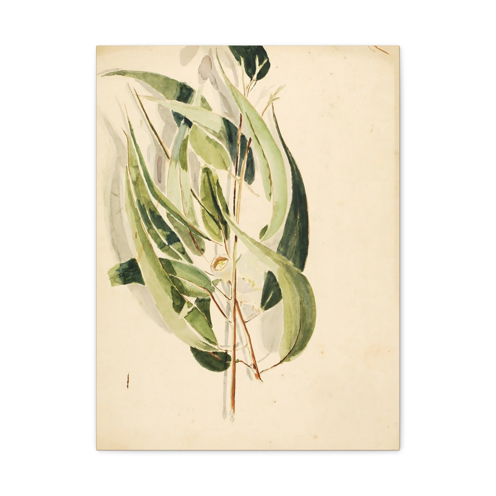 Solon H. Borglum, born Ogden, UT - Plant Study - n.d. - Canvas Wall Art