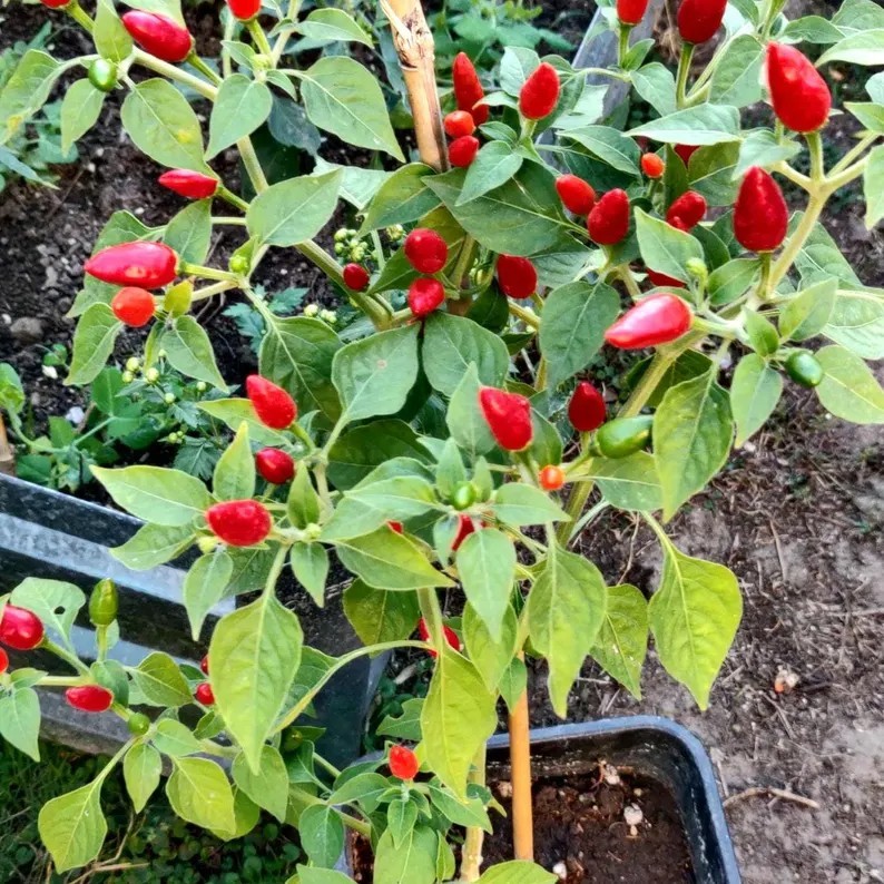 2 live Chile Pequin Plant (Capsicum annuum) 12-20