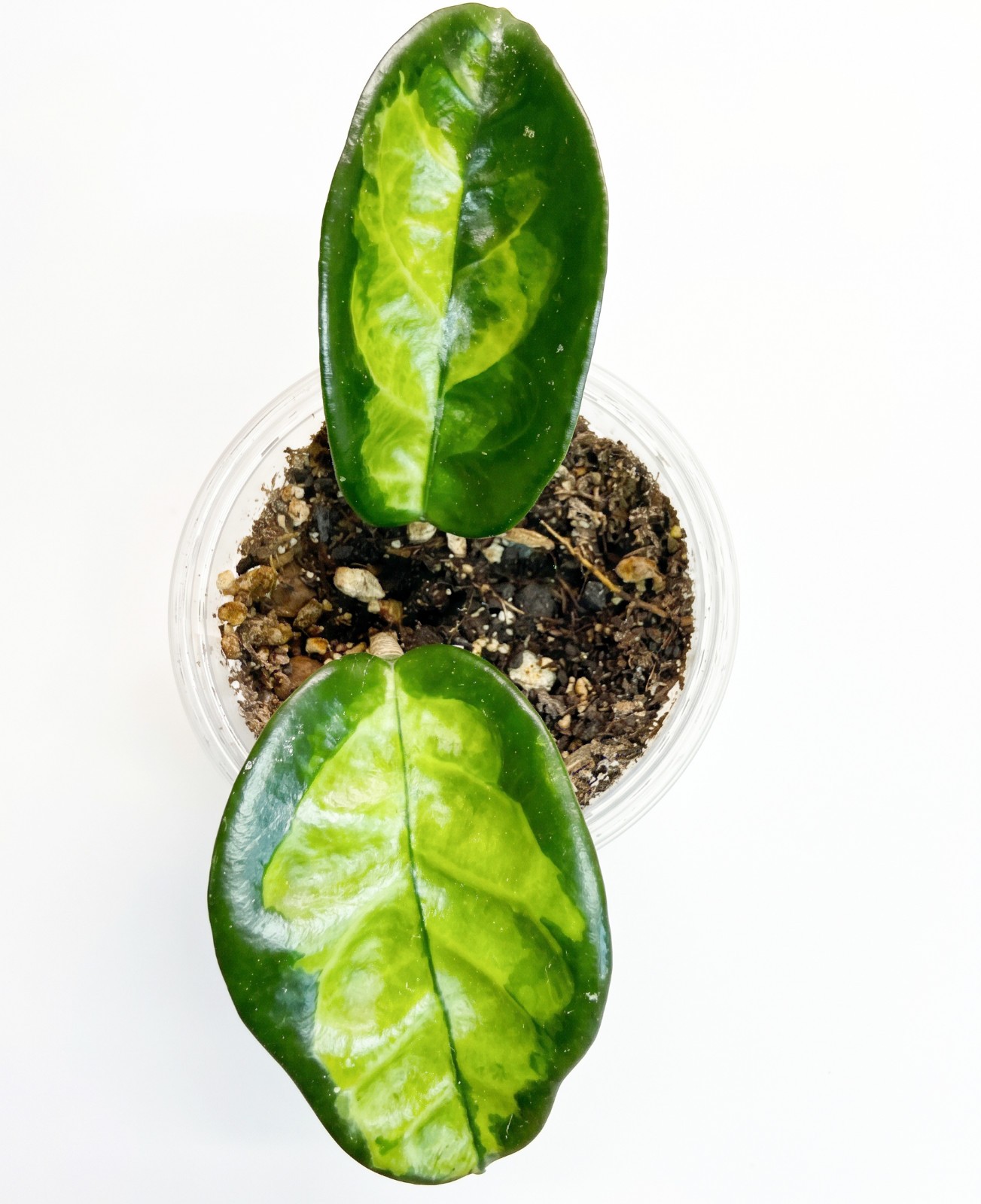 Hoya Krinkle 8 Inner Variegated -Fully Rooted- Rare Collector Hoya