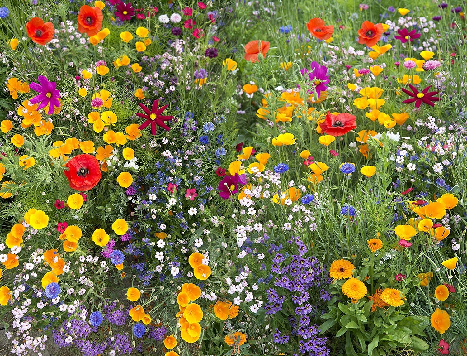 Hummingbird and Butterfly Wildflower Mix, 17 Stunning Species, 