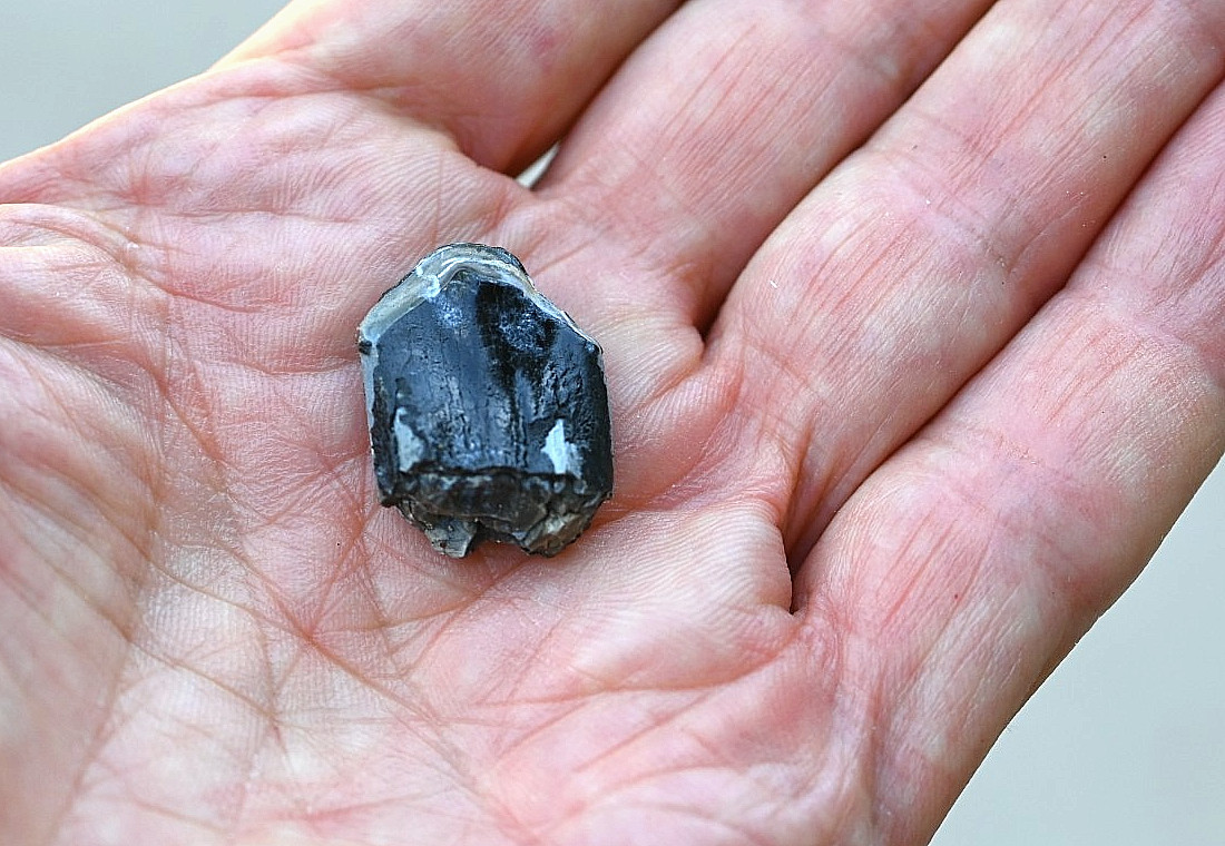 Camarasaurus Tooth, Fossil Sauropod Tooth Camarasaurus Tooth, Fossil Sauropod Tooth