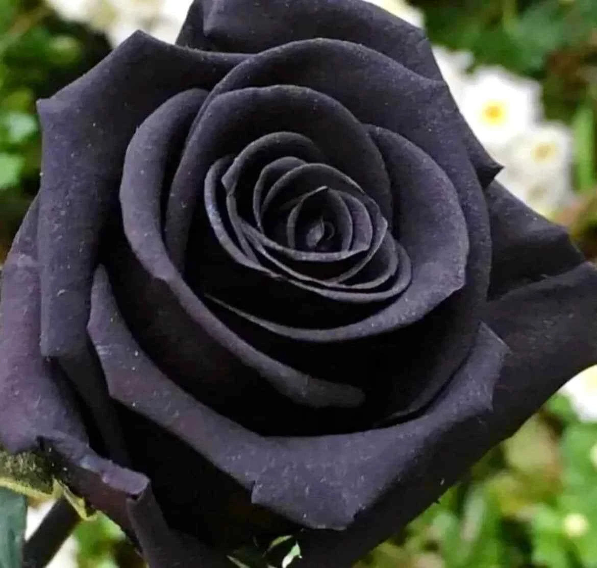 Black Magic Rose Seeds- 50 or 100 Seeds.USA Seller- 